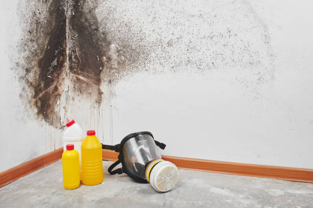 Mold Removal and Inspection in Westphalia, MD