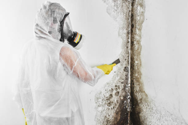 Best Mold Removal and Inspection  in Westphalia, MD