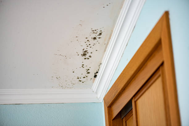 Best Certified Mold Removal  in Westphalia, MD
