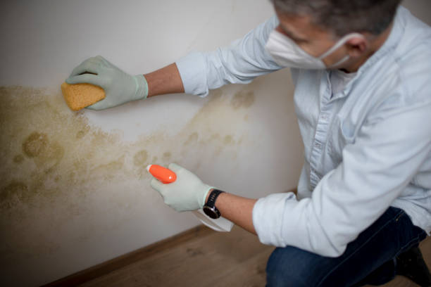 Best Commercial Mold Removal  in Westphalia, MD