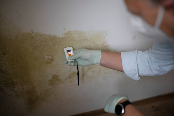 Professional Mold Removal in Westphalia, MD