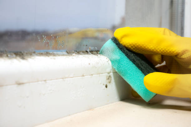 Best Mold Removal and Inspection  in Westphalia, MD