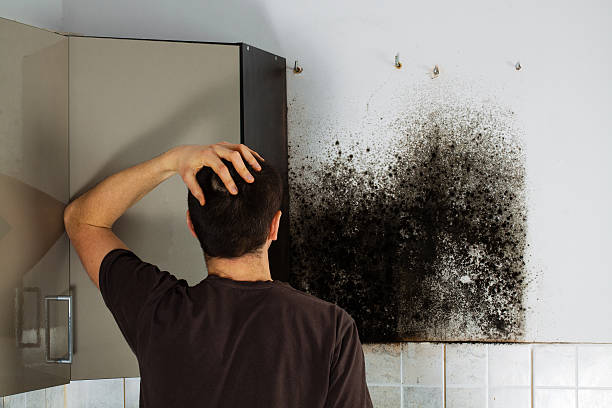 Best Mold Remediation  in Westphalia, MD