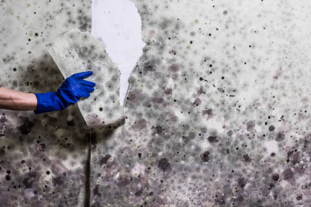 Best Emergency Mold Removal  in Westphalia, MD