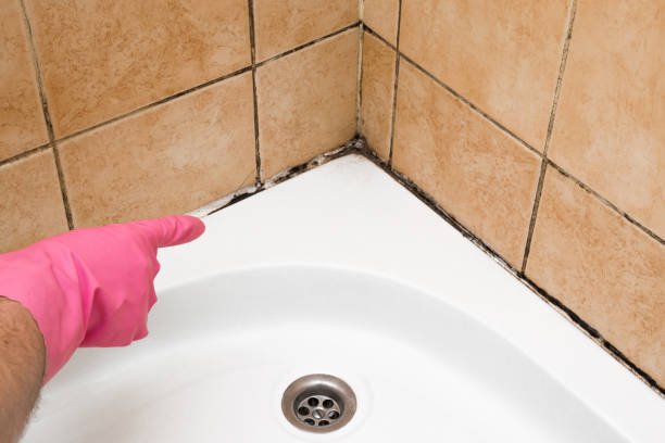 Best Mold Cleaning Services  in Westphalia, MD